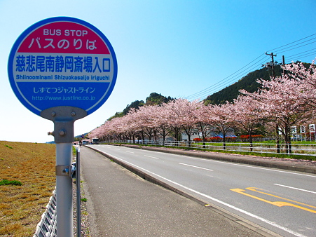 慈悲尾の桜並木