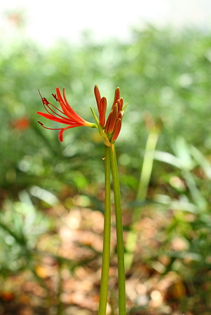 ３分咲曼珠沙華