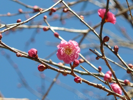 120208-荏柄天神社 (3)