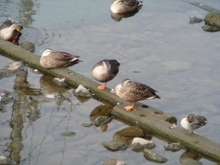 カモ2