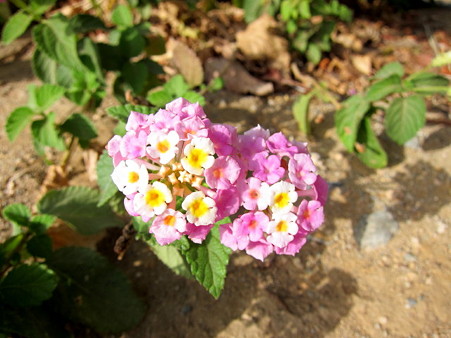 20120307 beach 021