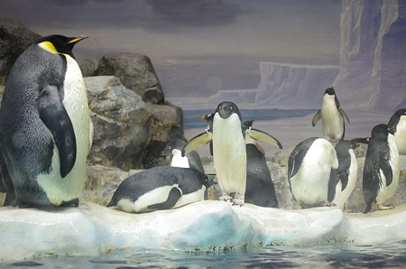 名古屋港水族館の皇帝様 ペンギン トリこれくと 楽天ブログ