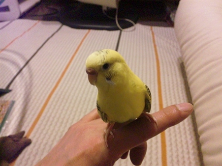 チコ