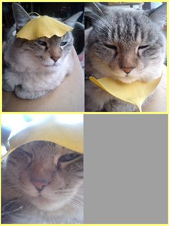 たまにゃん