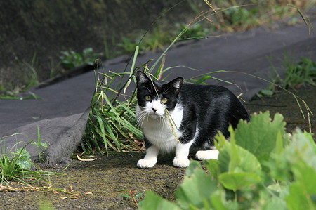 2011.10.06　和泉川　警戒警報　猫