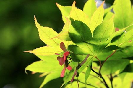 2012.06.18　三渓園　紅葉