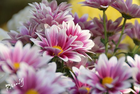 菊の花・・1