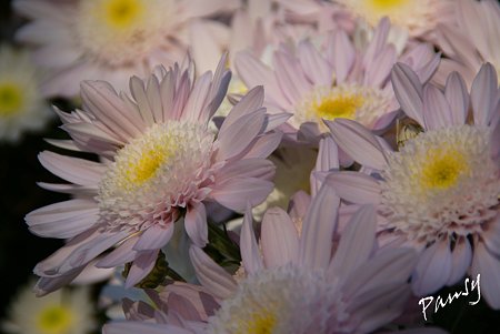 菊の花・・2