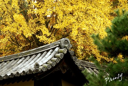 随心院・・20