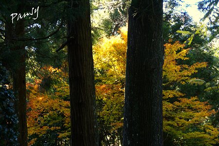 大雄山最乗寺さんぽ・・59