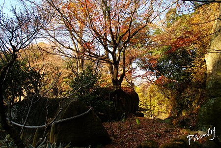大きな岩と・・冬の明月院・・9