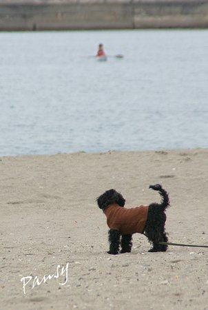 海をみつめる犬・・