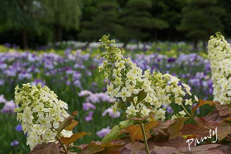 柏葉あじさいと・・花菖蒲・・横須賀しょうぶ園 14