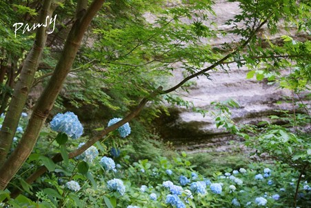 水無月の明月院・・10