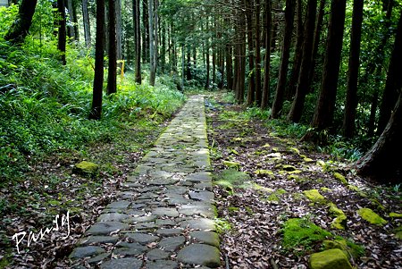 光る苔の石畳・・