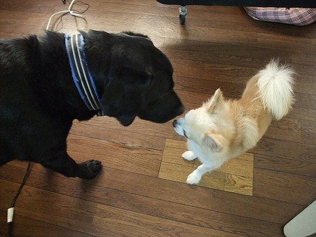 大きな犬も平気