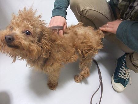 一体何犬や
