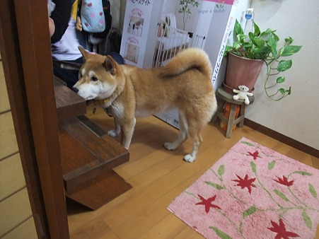 こむぎ姉さんの気持ち分かるで~