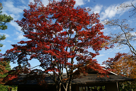 紅葉のシンボル木!(111112)