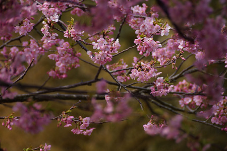 河津桜が見頃!(120319)