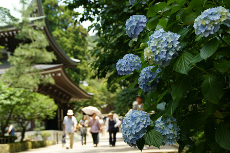 紫陽花の参道2、円覚寺!(110625)