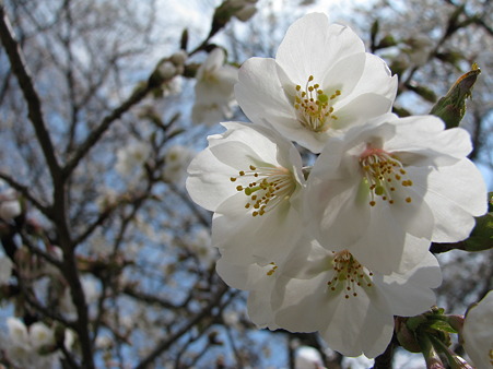 桜 (2)