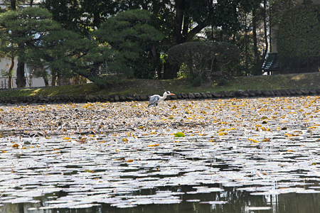 衆楽園 - 02