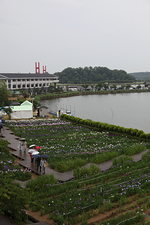北潟湖畔花菖蒲園 - 19