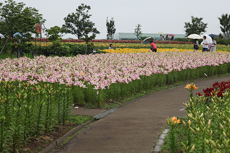 ゆりの里公園 - 06