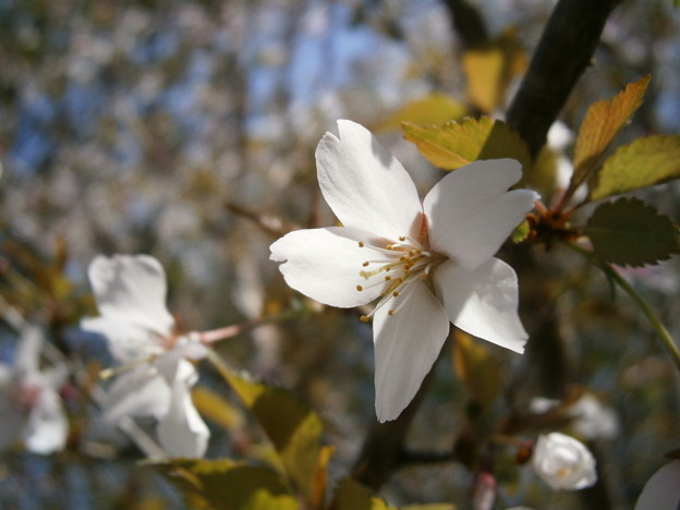 豆桜（マメザクラ）
