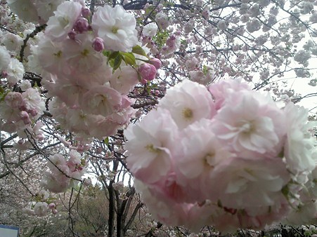 農林公園今年最後の桜?