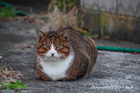 葉山　柴崎　猫