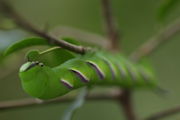 蛾か蝶 コエビガラスズメ蛾の幼虫 写真共有サイト フォト蔵