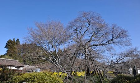 狩宿の下馬桜1-2