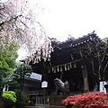 Photos: 12.04.23.白山神社（文京区）1