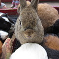 Photos: ウサギ (3)