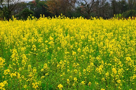 1104271013_DSC_9917