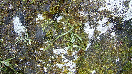 DSCF4633
