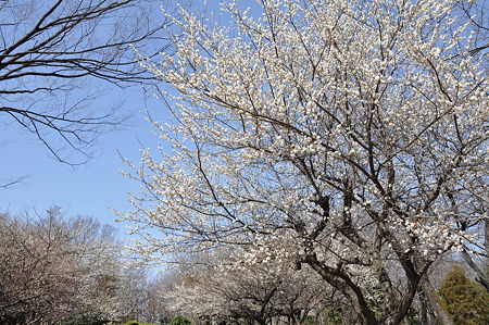 春はまだぁ~(20120320)