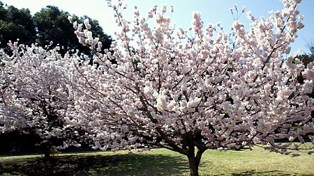 開花