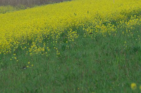 ツバメと菜の花4