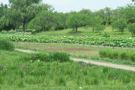 古河総合公園