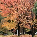 桜の木　紅葉と落ち葉