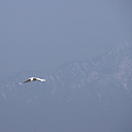 立山連峰を背景に　白鷺(2)