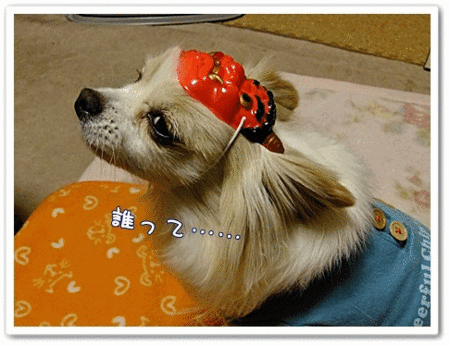 ミミちゃんでしゅ