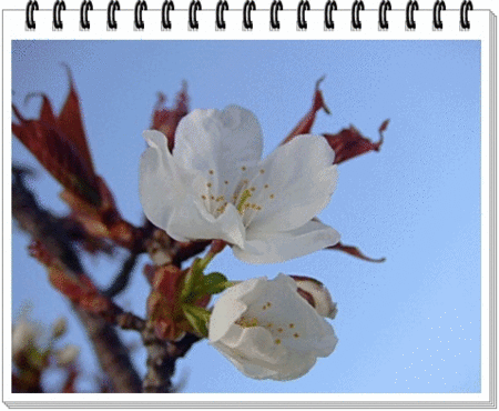 07桜