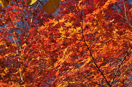 亀山公園の紅葉・14