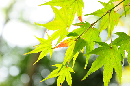 下鴨神社の紅葉(D90)-5