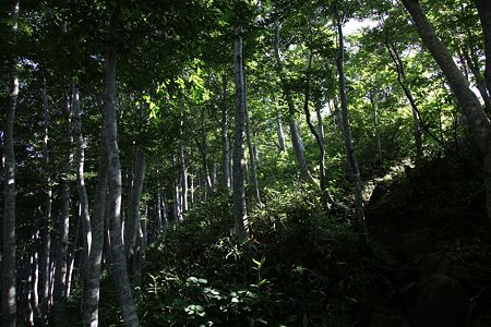 c-110710-075421 登山道