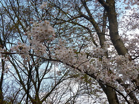 20120407_桜 (2)